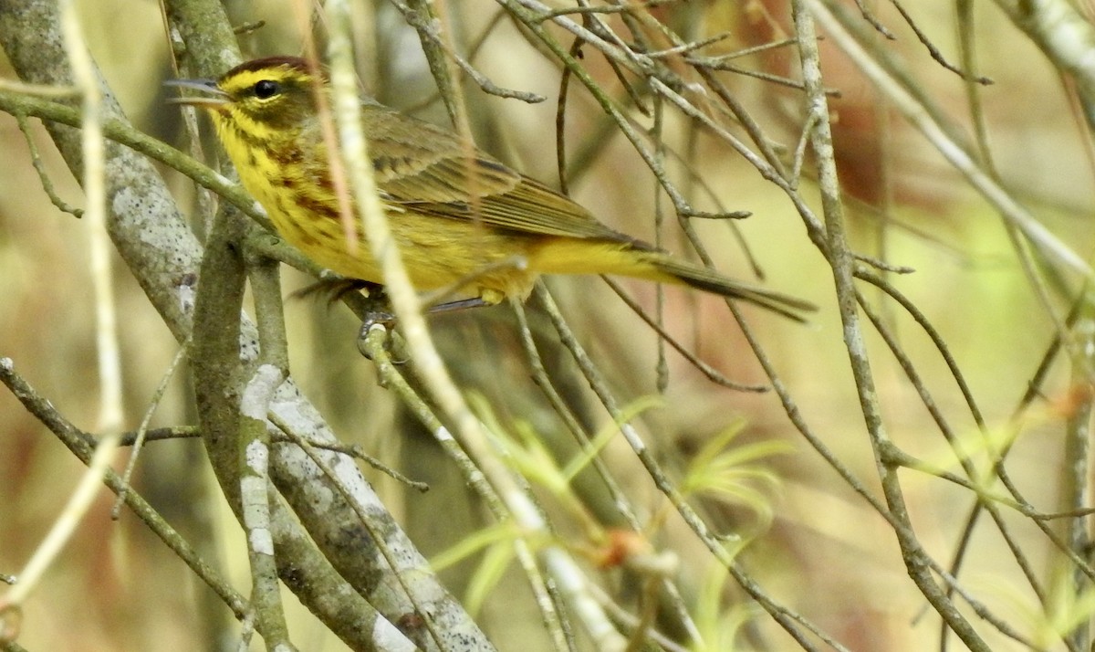 Palm Warbler - ML553838231