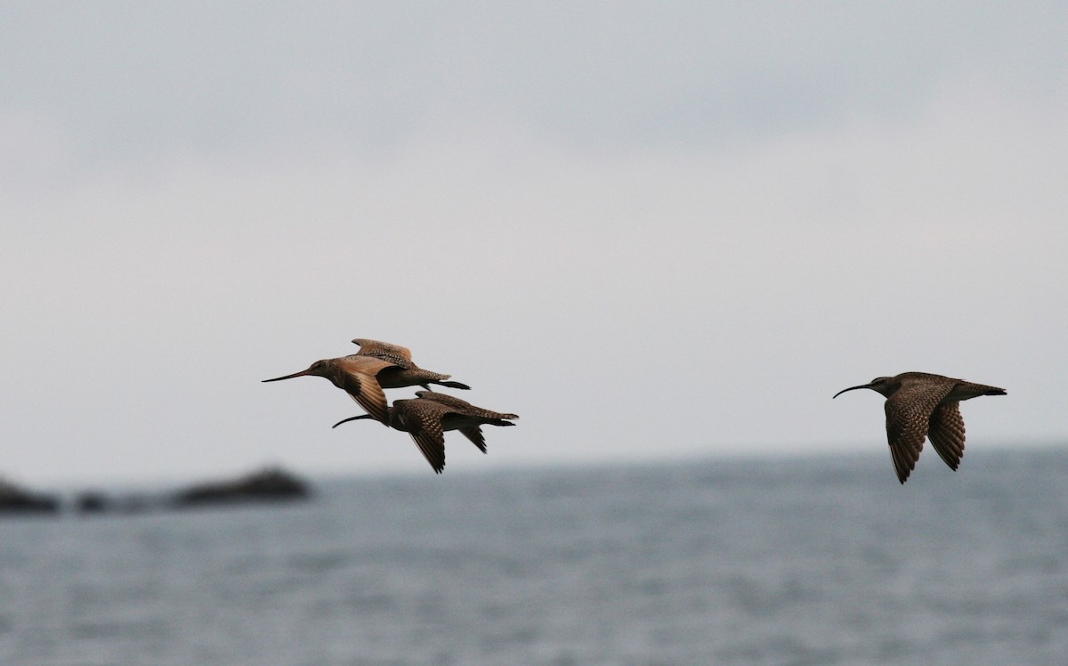 Marbled Godwit - ML553838491