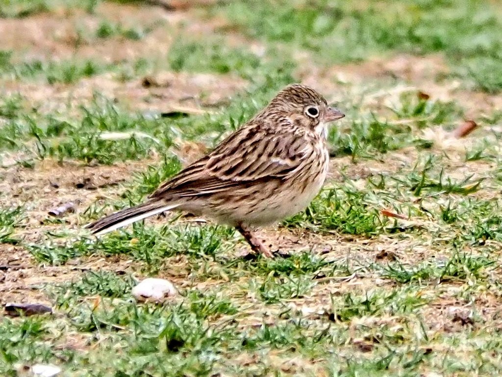 Vesper Sparrow - ML553838691