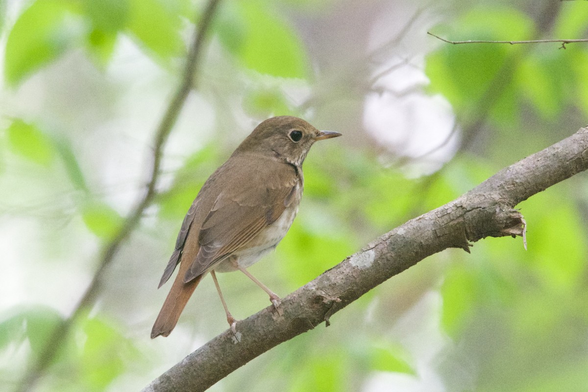 Hermit Thrush - ML553839251