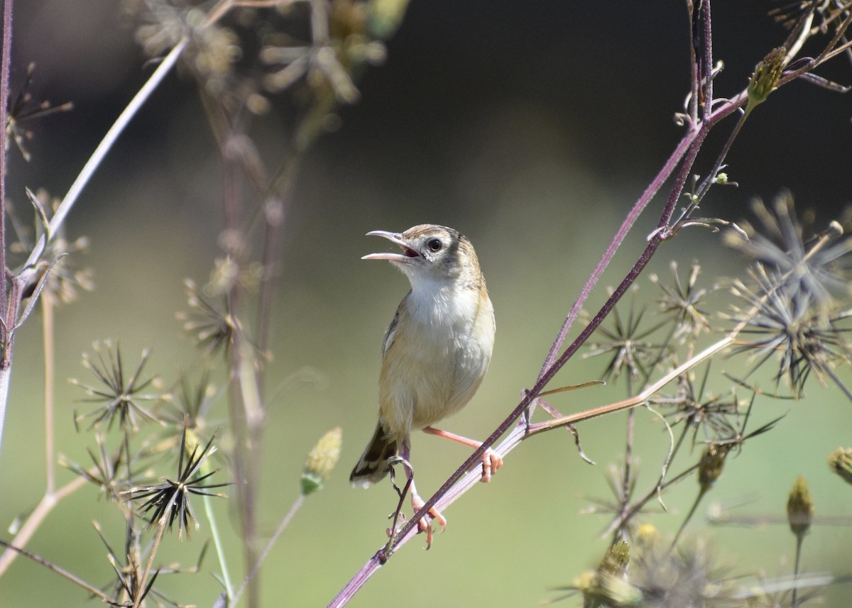 Desert Cisticola - ML553840081