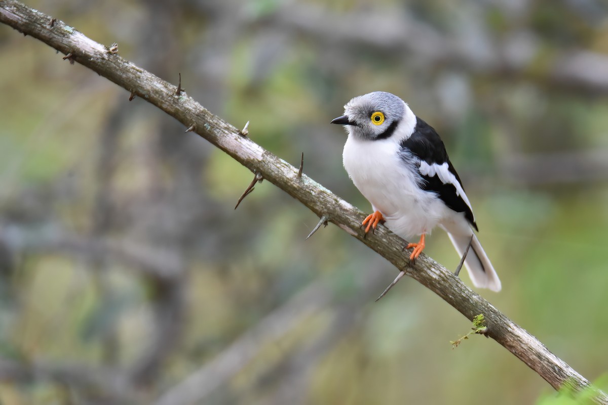 White Helmetshrike - ML553843071