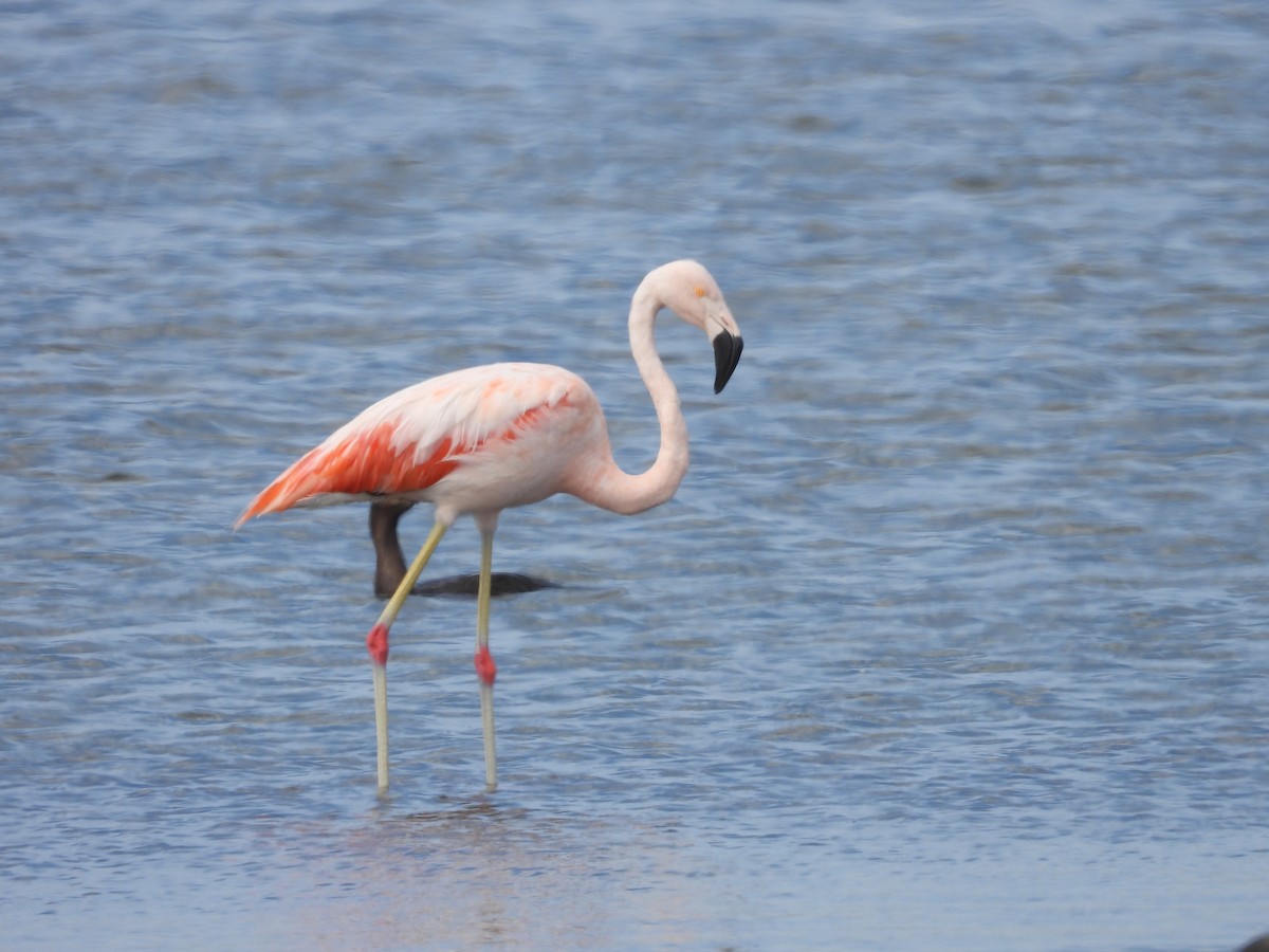 Chilean Flamingo - Jose pablo Pavez farias