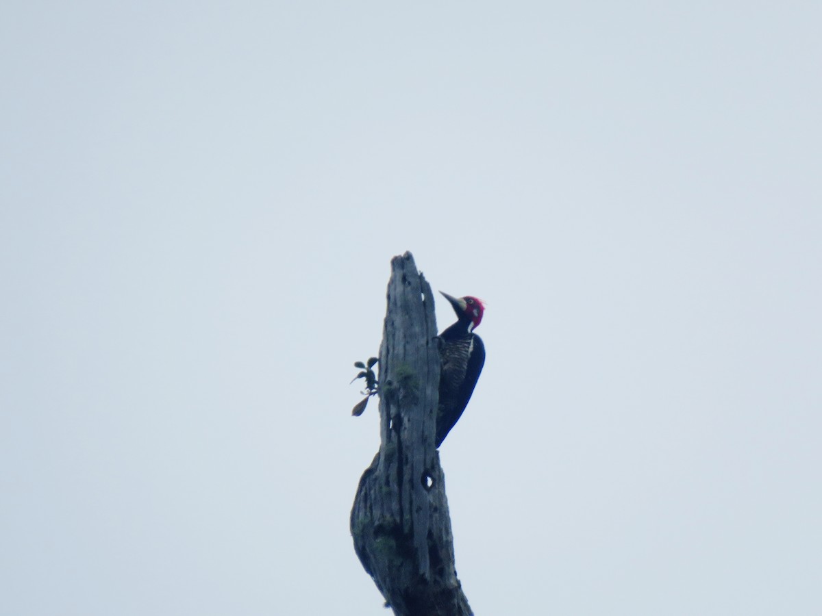 Crimson-crested Woodpecker - Holly Sweeney