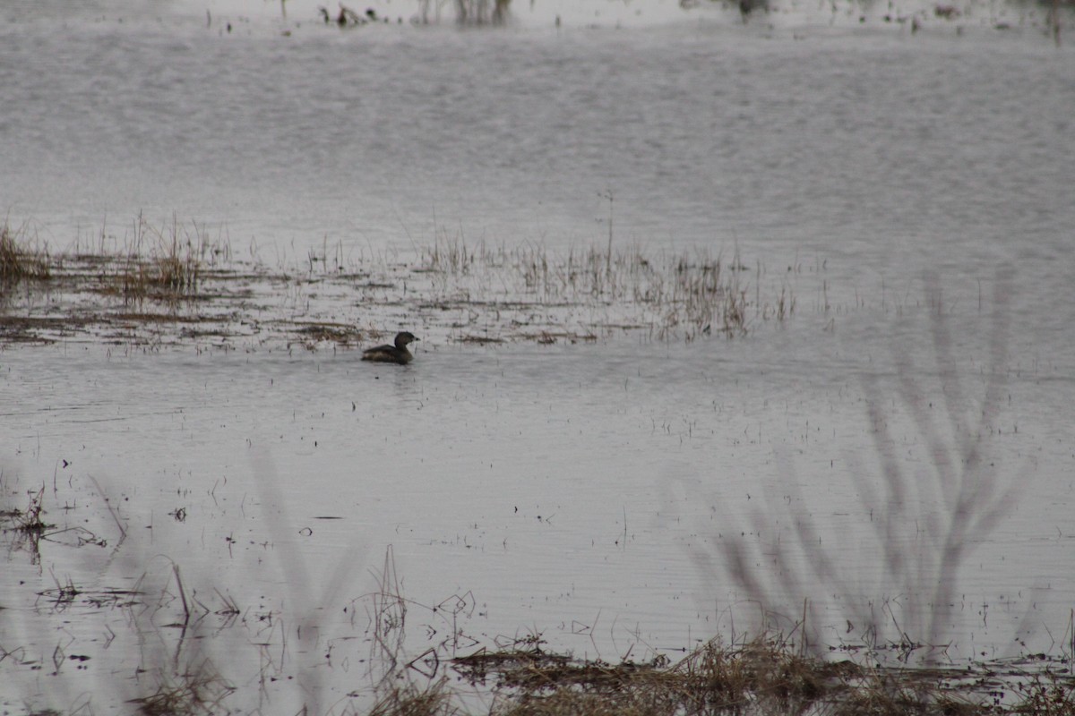 Pied-billed Grebe - ML553846781