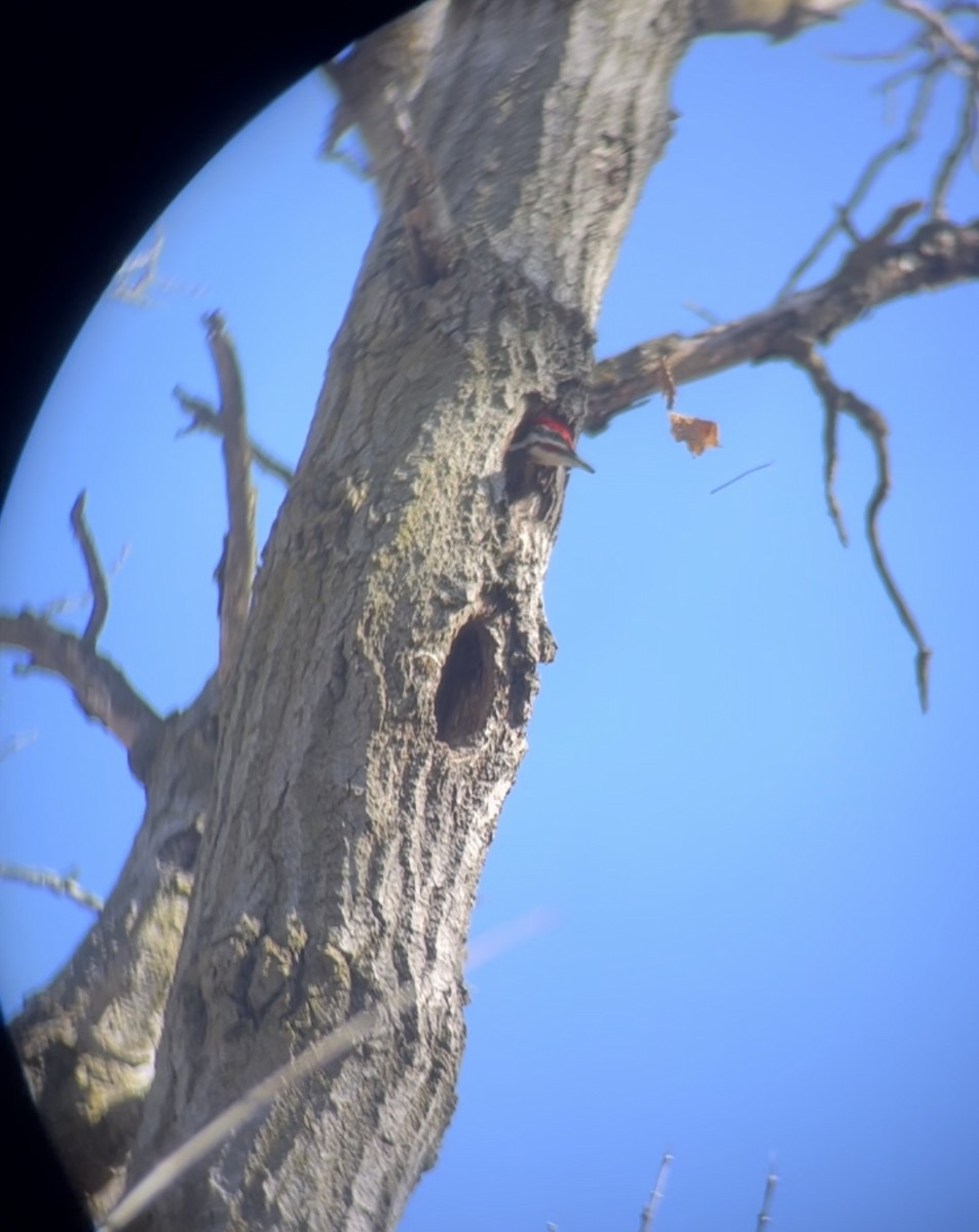 Pileated Woodpecker - ML553848831