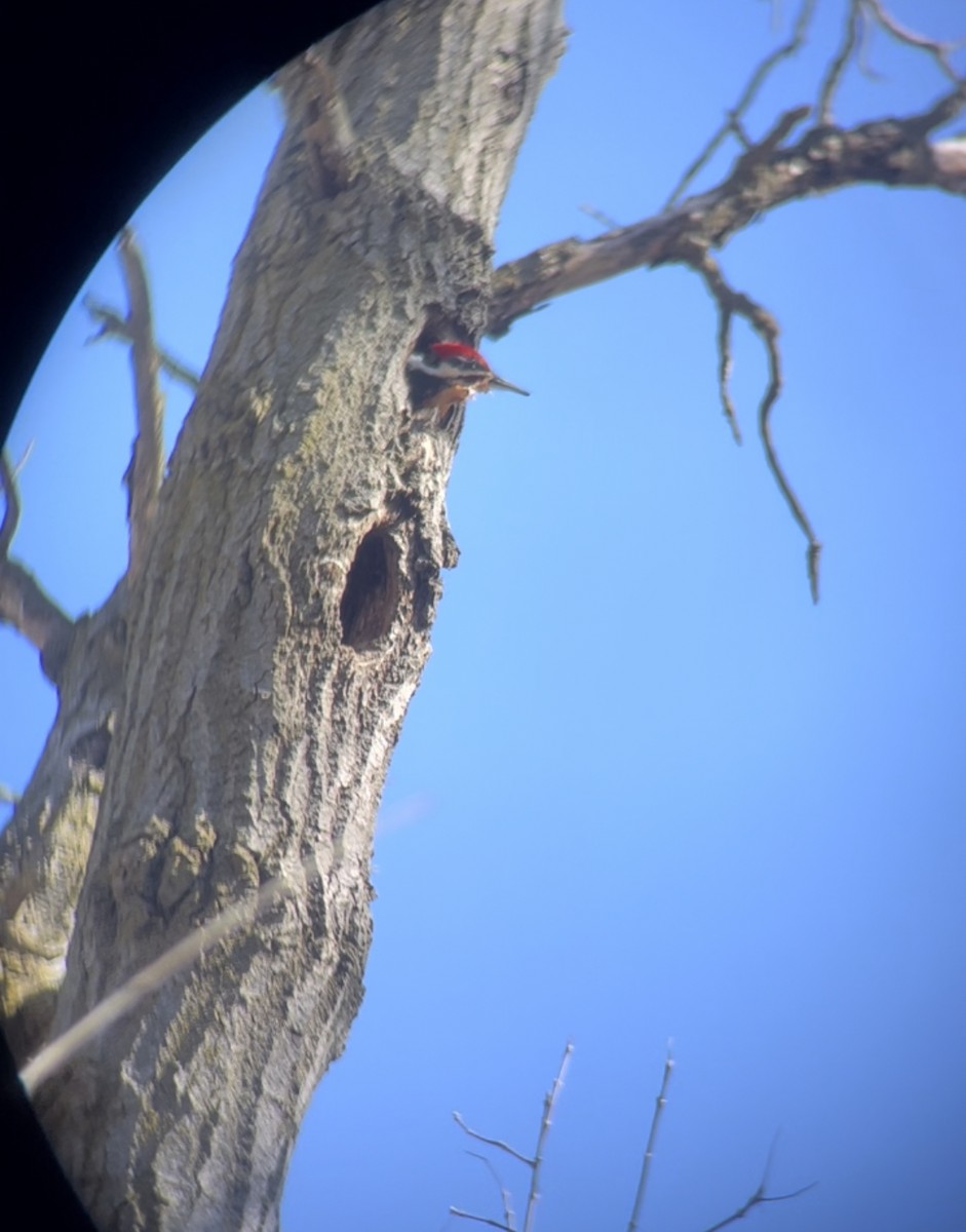 Pileated Woodpecker - ML553848841