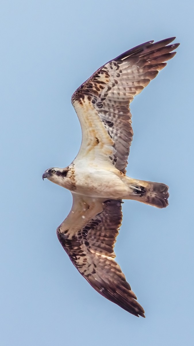 Osprey - ML553849931