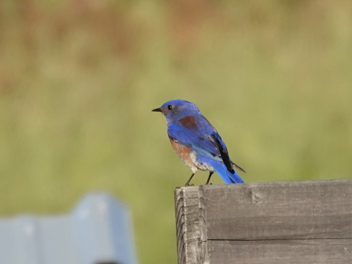 Western Bluebird - ML553850171
