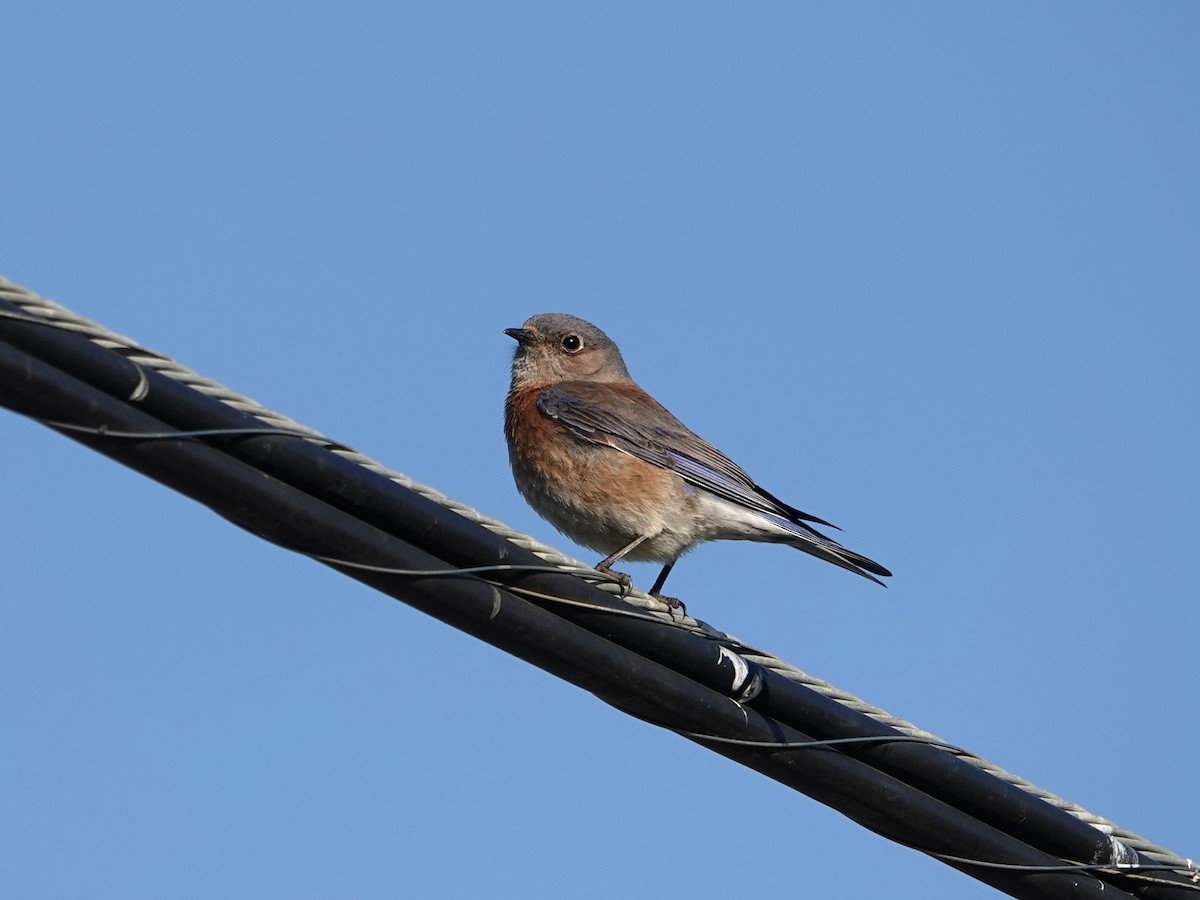 Western Bluebird - ML553850211