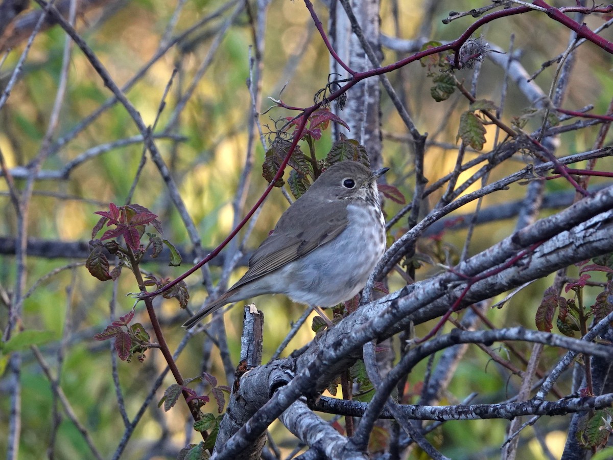 Hermit Thrush - Norman Uyeda