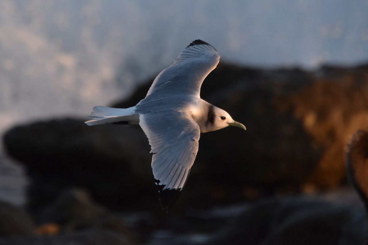 Black-legged Kittiwake - Caitlin Morrow