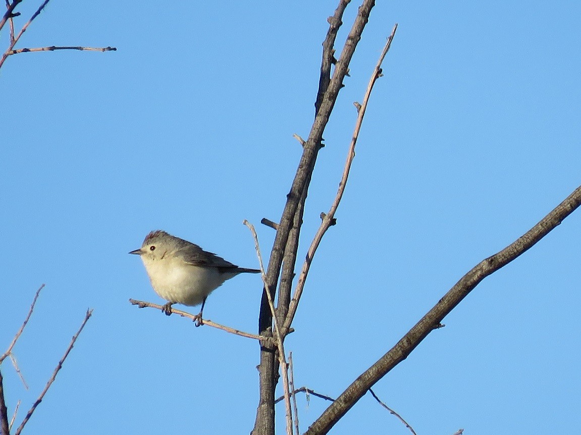 Lucy's Warbler - ML55385351