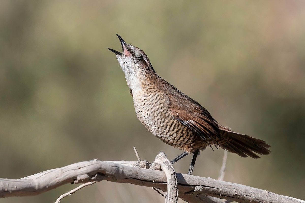 White-throated Tapaculo - ML553854091