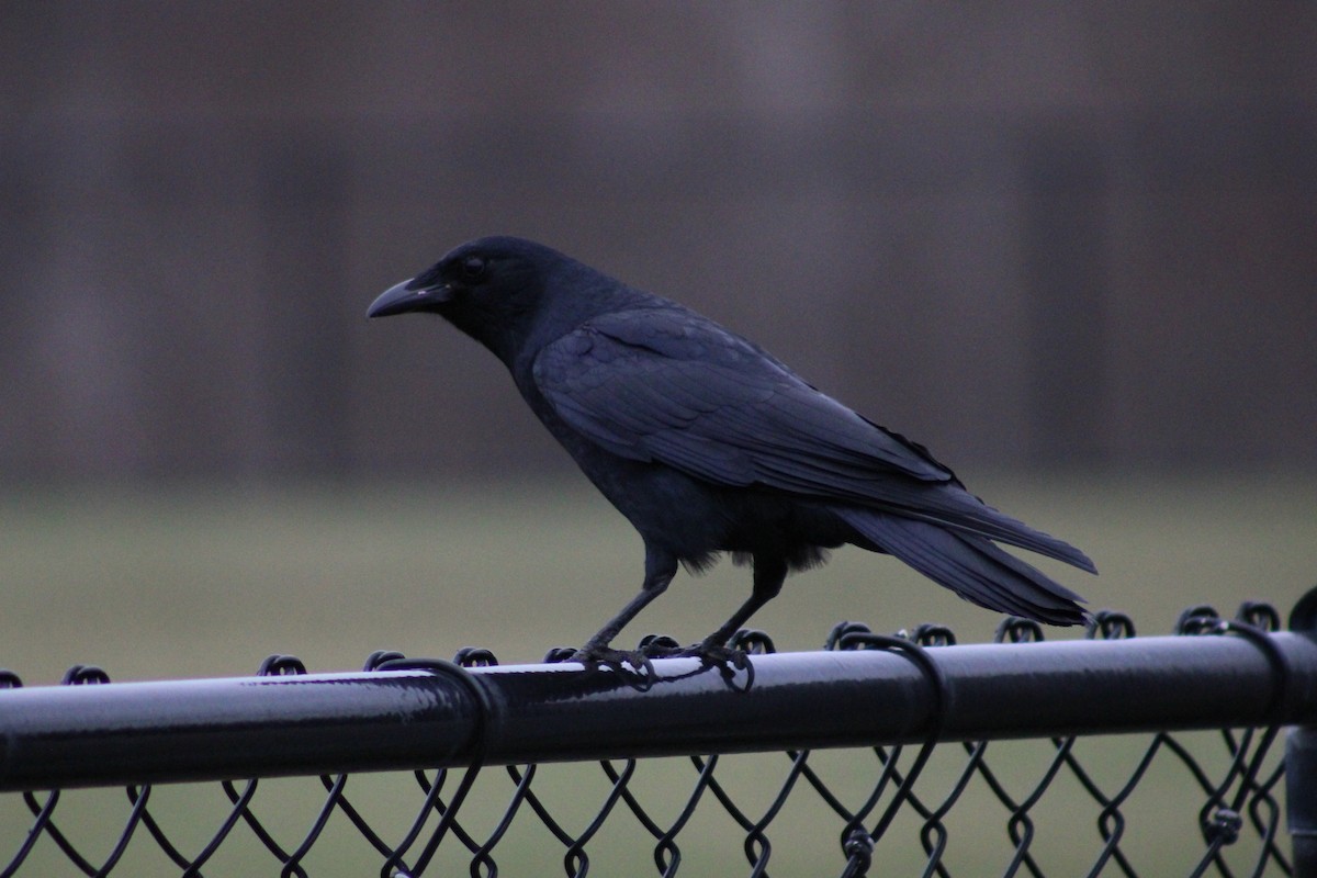 Fish Crow - ML553854551