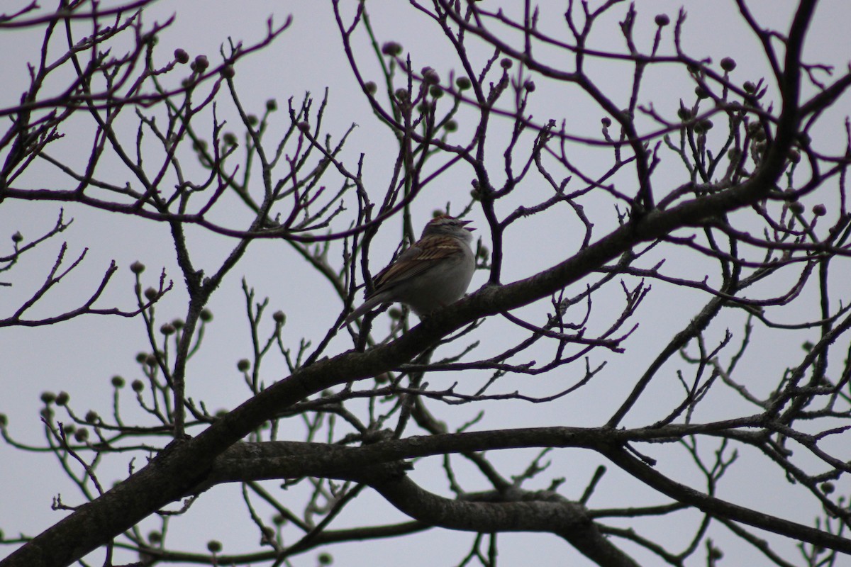 Chipping Sparrow - ML553854671