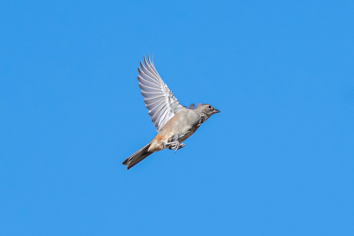 Diuca Finch - Manuel Fernandez-Bermejo