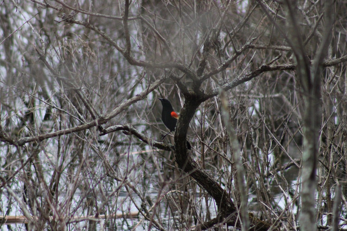 Red-winged Blackbird - ML553855221