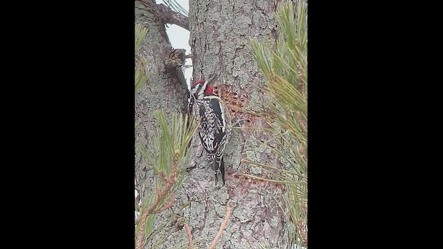 Yellow-bellied Sapsucker - ML553855611