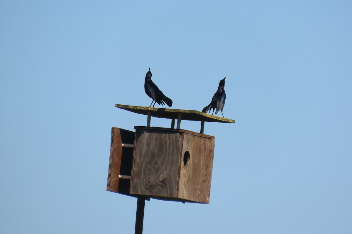 Great-tailed Grackle (Western) - ML553856121