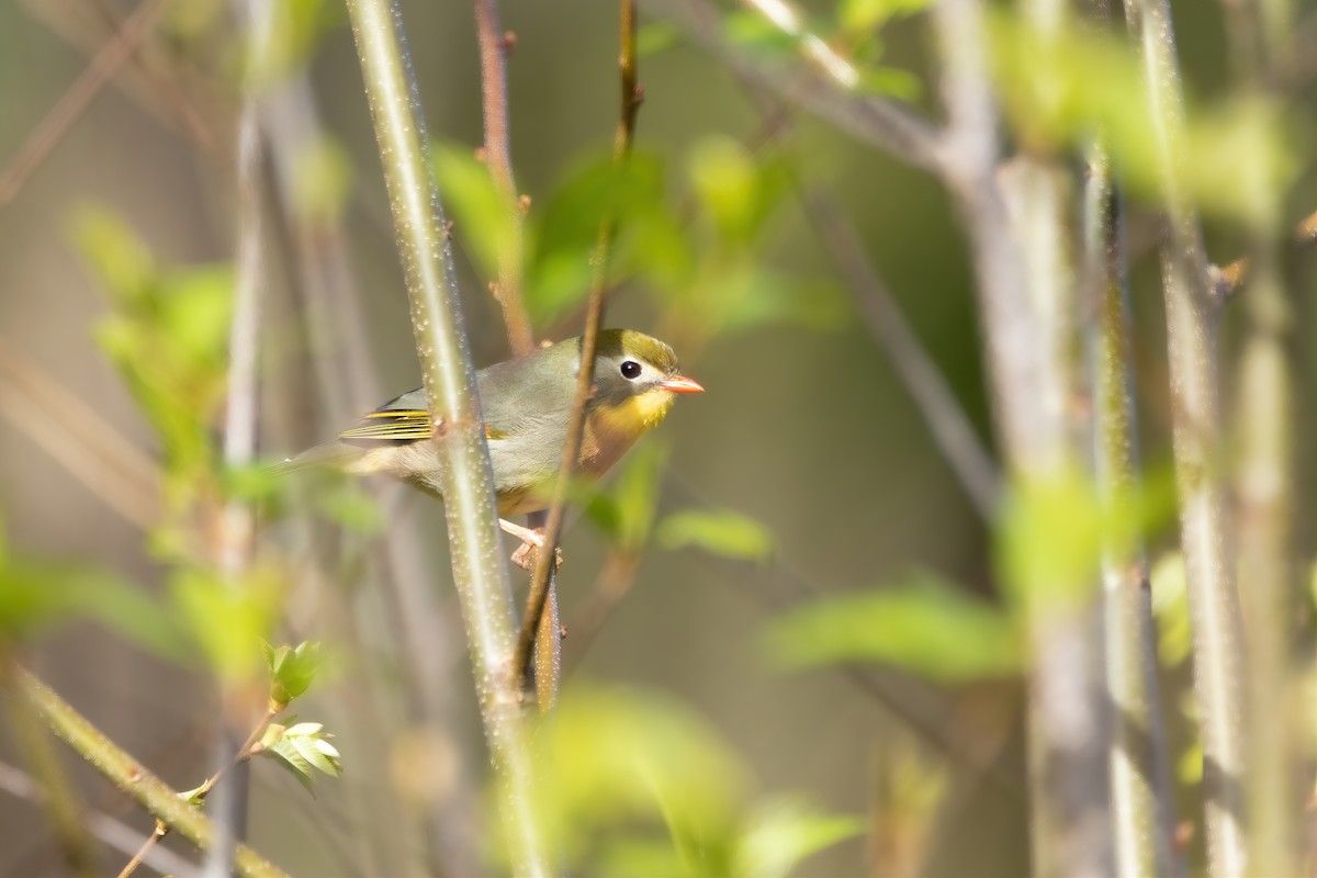 Red-billed Leiothrix - ML553856951