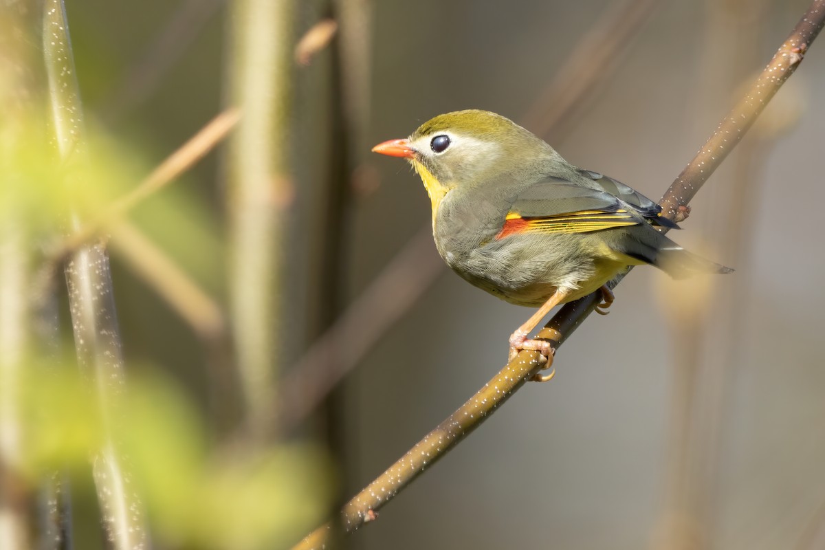 Red-billed Leiothrix - ML553856981