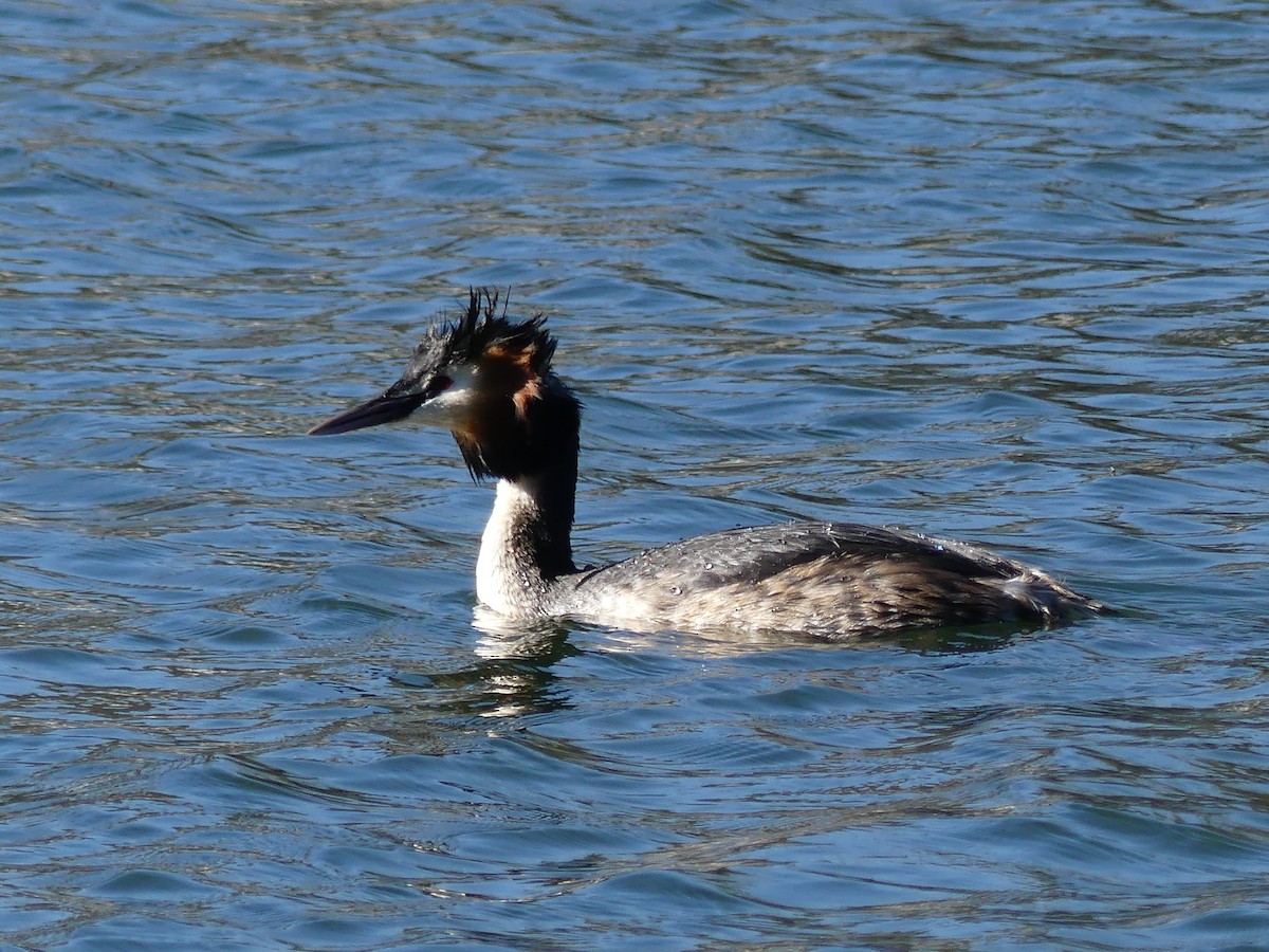 Great Crested Grebe - ML553857051