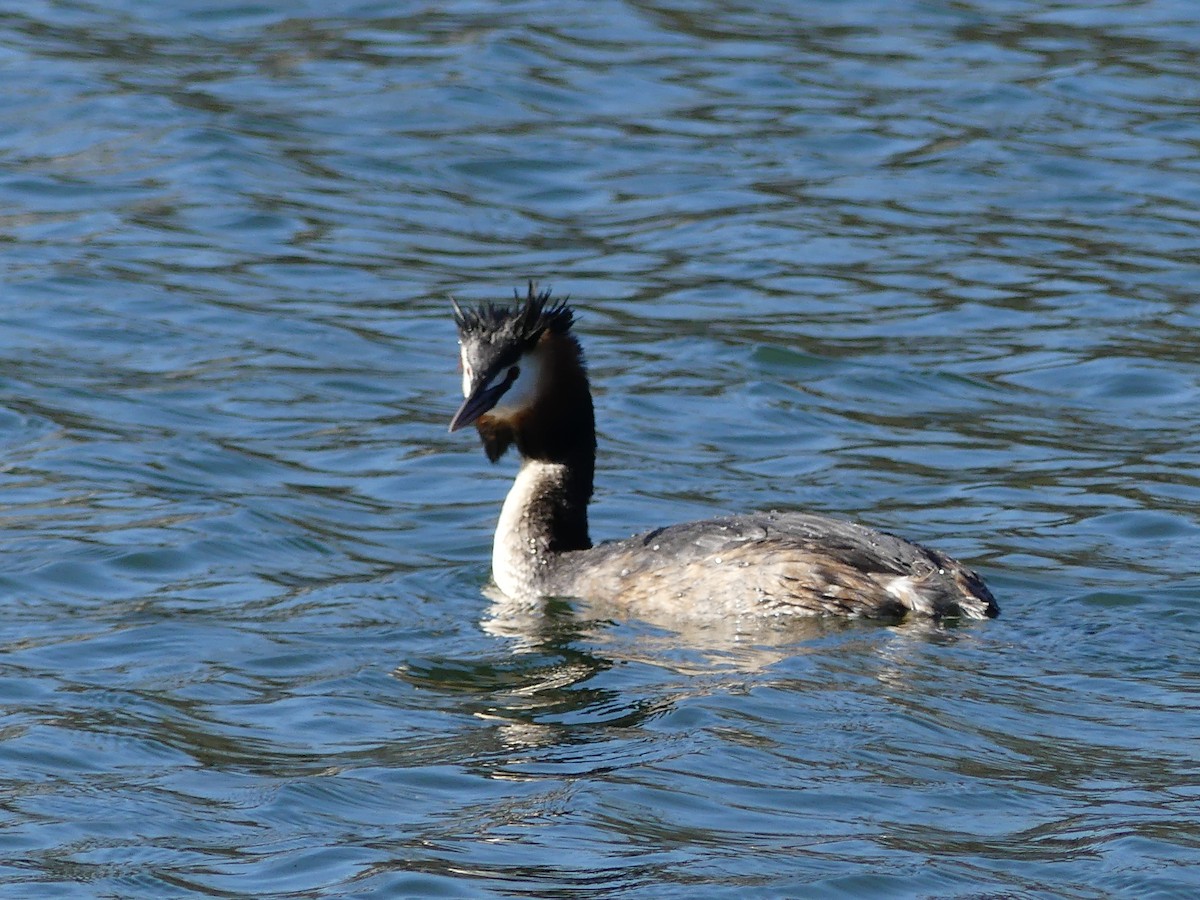 Great Crested Grebe - ML553857081