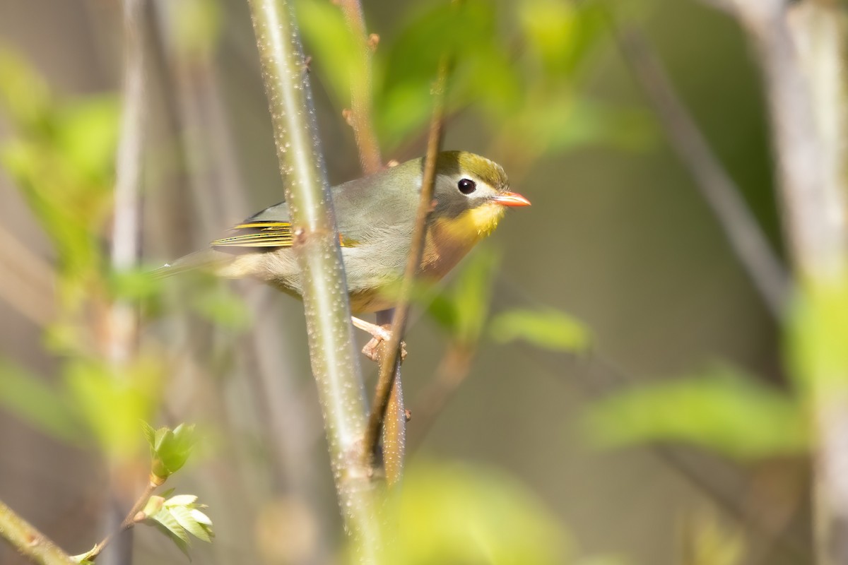 Red-billed Leiothrix - ML553857301