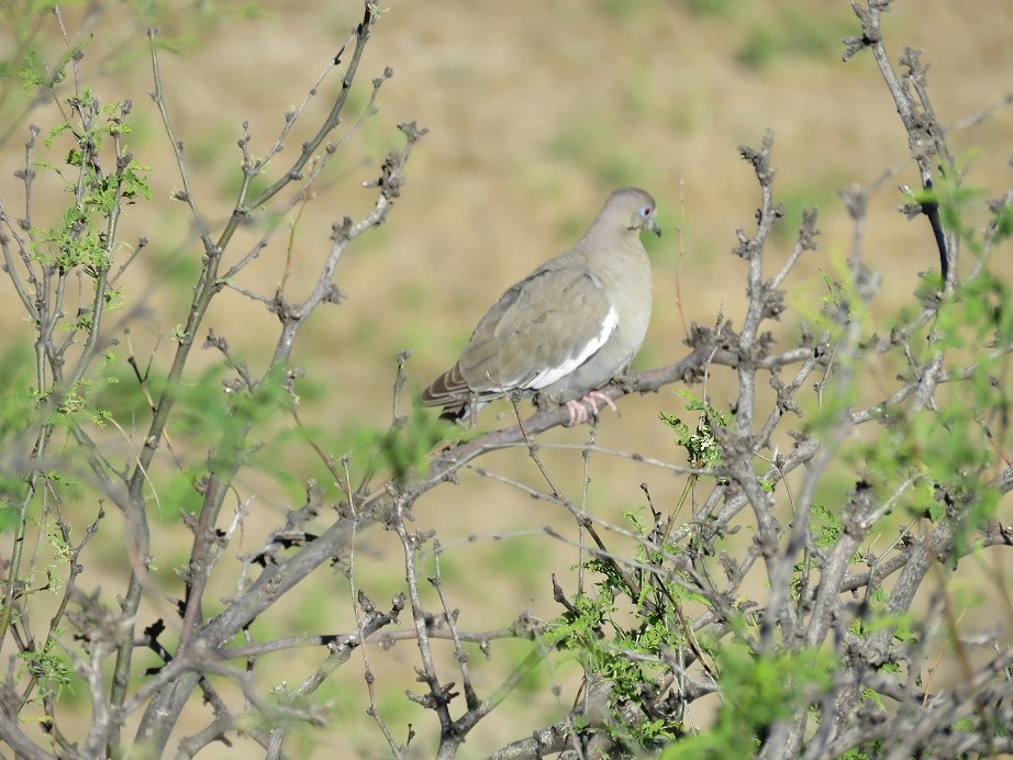 White-winged Dove - ML55385811