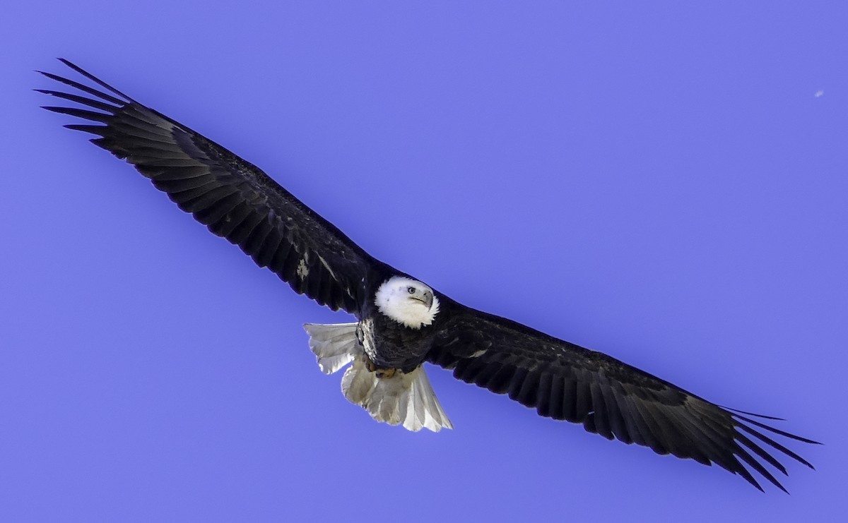 Bald Eagle - John Lay