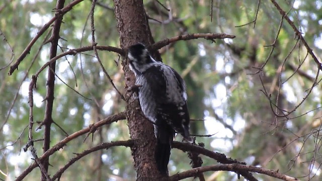 Eurasian Three-toed Woodpecker - ML553858751