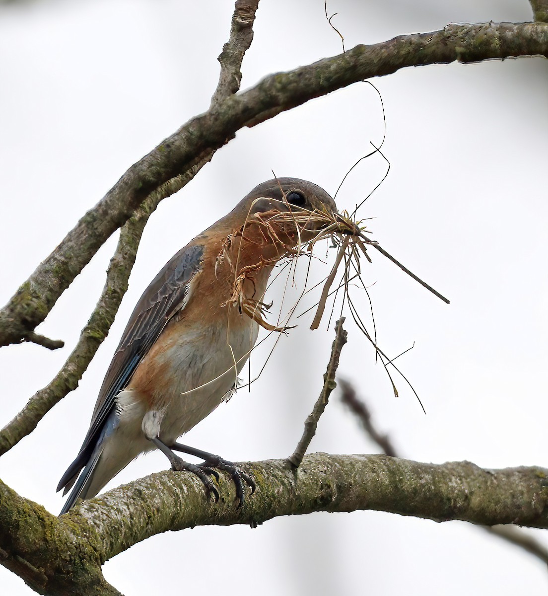 Eastern Bluebird - ML553860211