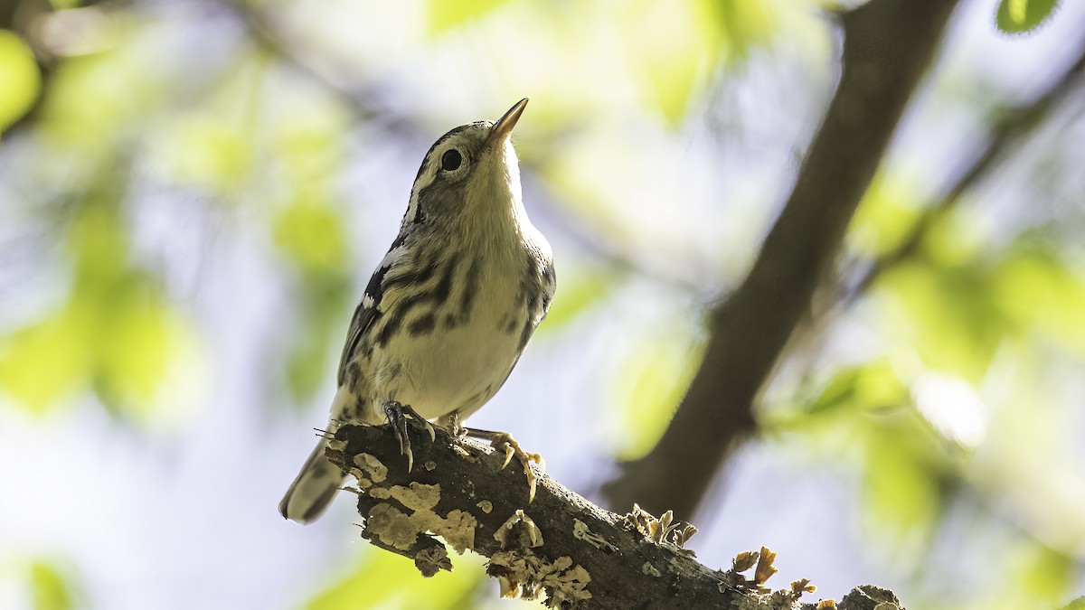 Black-and-white Warbler - ML553860341