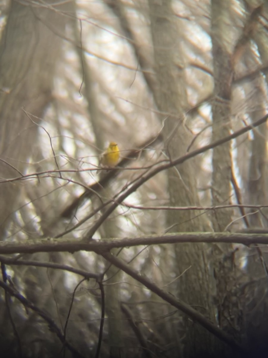 Pine Warbler - ML553860761