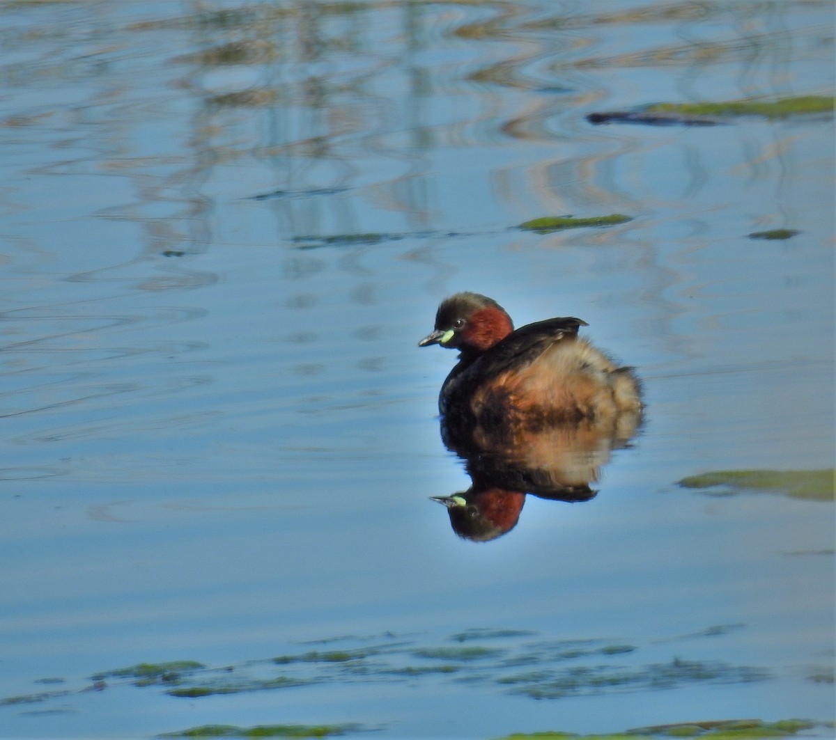 Little Grebe - ML553862611