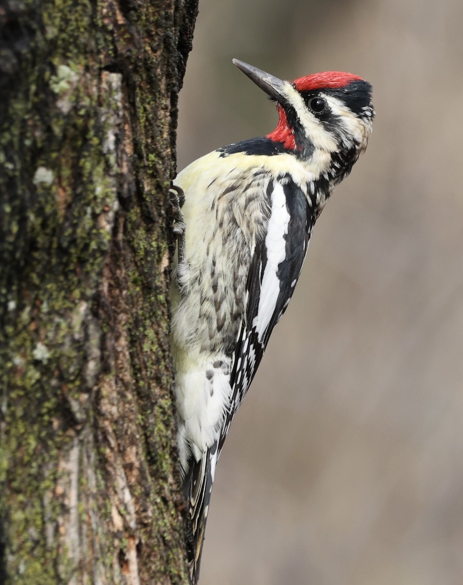 Yellow-bellied Sapsucker - ML553862741