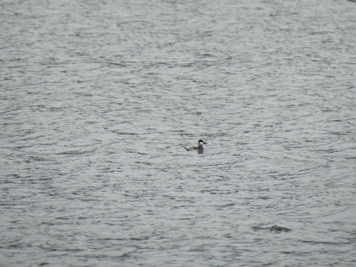 Ruddy Duck - Don Clark