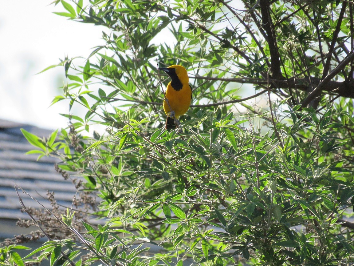 Hooded Oriole - ML55386311