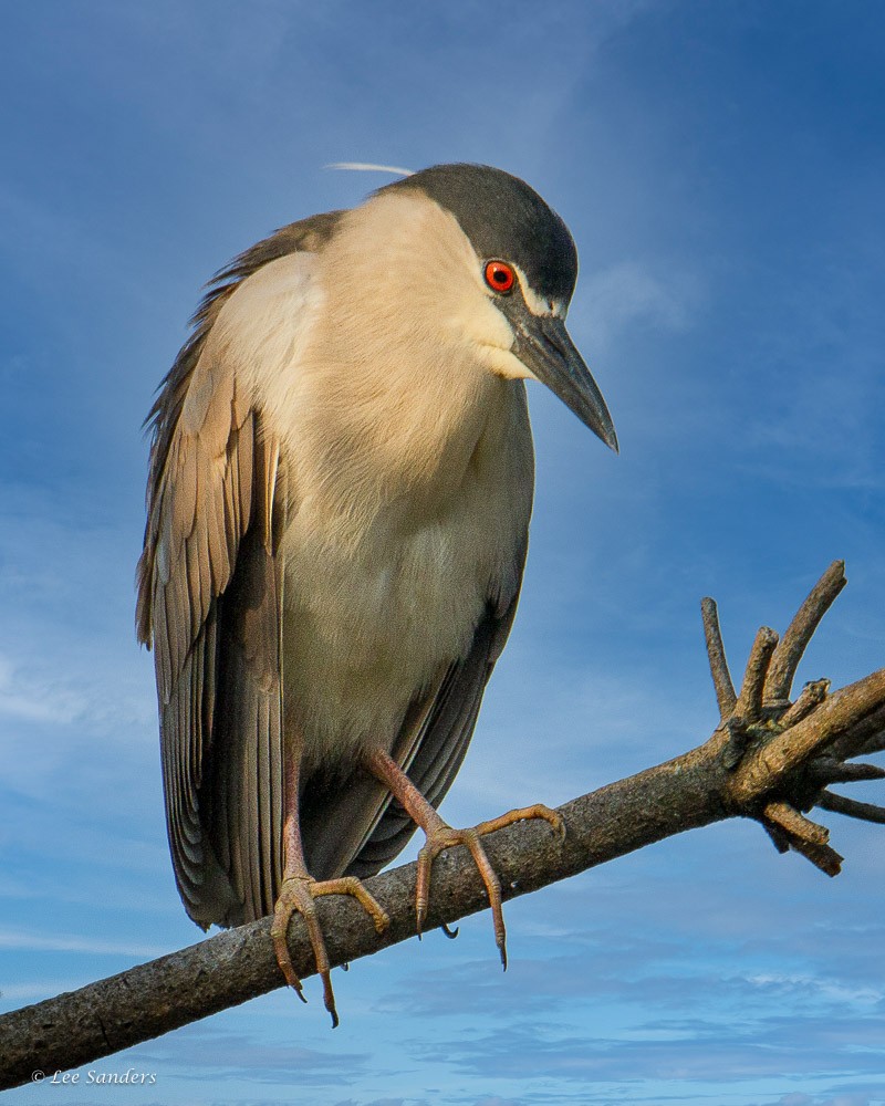 Black-crowned Night Heron - ML553865271