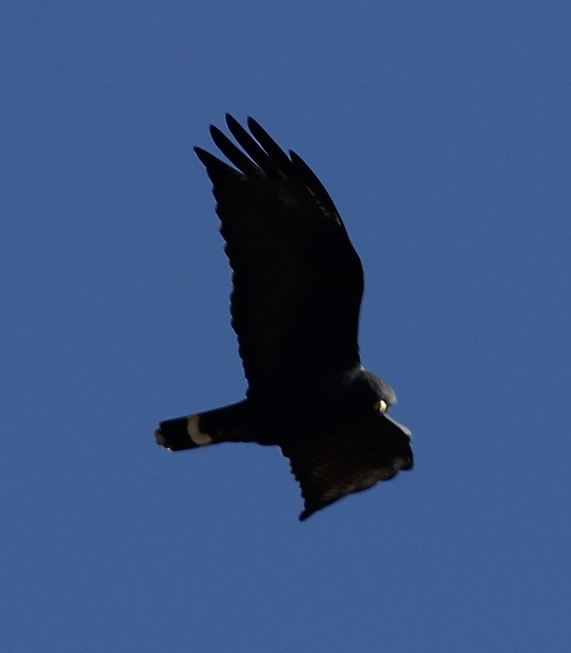 Zone-tailed Hawk - ML553865711