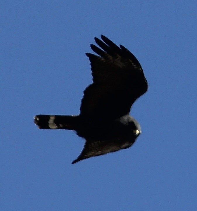Zone-tailed Hawk - ML553865731