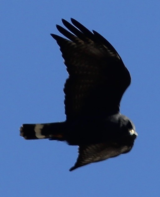 Zone-tailed Hawk - ML553865741