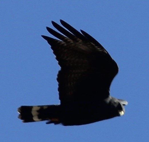 Zone-tailed Hawk - ML553865751