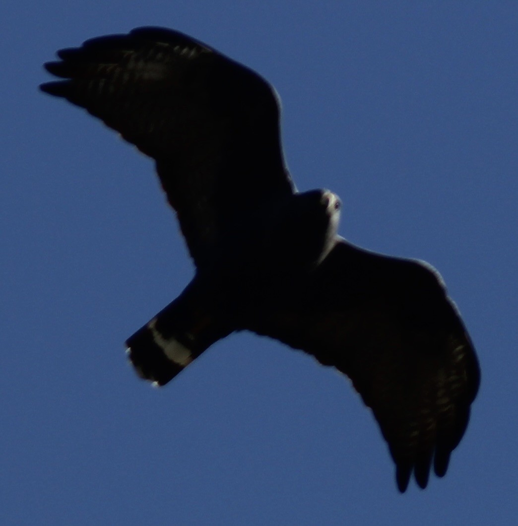 Zone-tailed Hawk - ML553865791