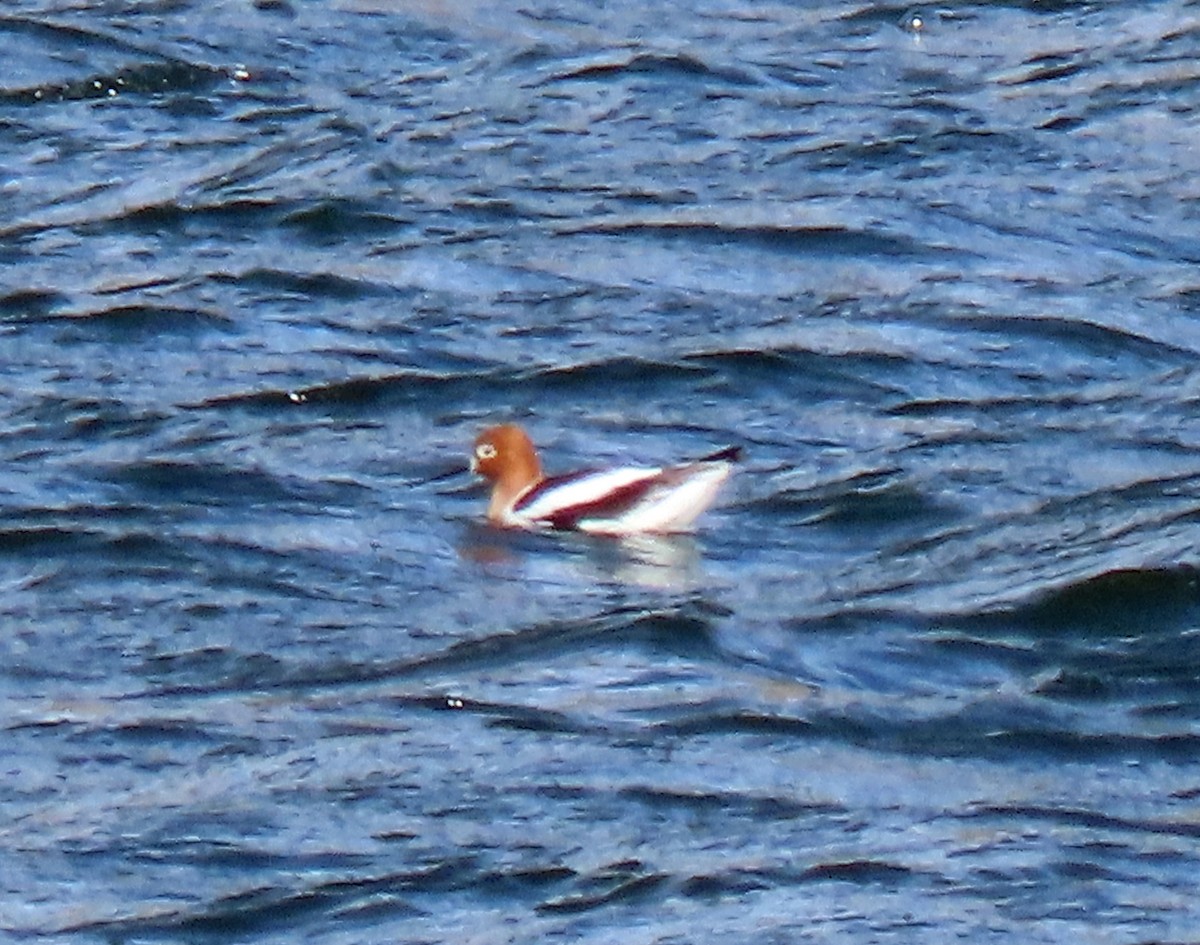 Avocette d'Amérique - ML553865951