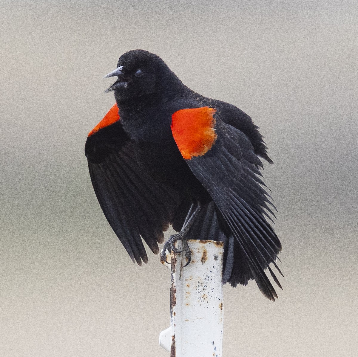 Red-winged Blackbird - Obie Gilkerson