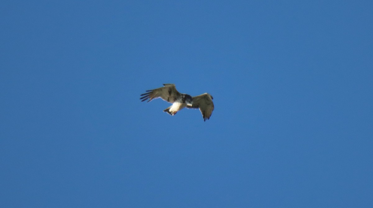 Short-toed Snake-Eagle - ML553869971