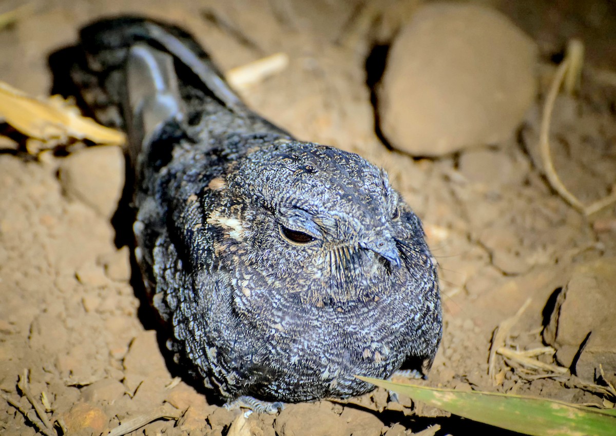 Band-winged Nightjar (longirostris) - Julio Cesar Filipino