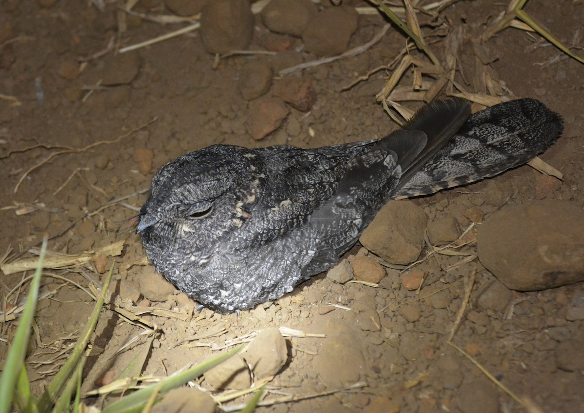 Band-winged Nightjar (longirostris) - ML553871641